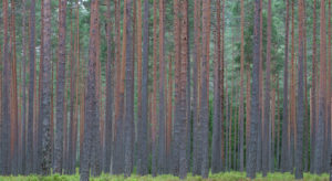 NORSKOG har sammen med andre organisasjoner i verdikjeden skog og tre, sendt et brev til statsministeren og en rekke andre statsråder vedr. regnereglene for skog i en ny klimaavtale.