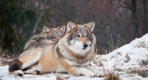 Det er bra at jakta nå kan fortsette og at Stortingets intensjon om at ulvebestanden skal forvaltes kan gjennomføres i praksis. Dette er et lite, men viktig tiltak for å dempe konfliktnivået i ulveforvaltningen.