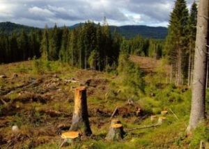 NORTØMMER arrangerer igjen kurs i Norsk PEFC Skogstandard 2016. Gjennomført kurs er obligatorisk for alle entreprenører og maskinførere som har hogstoppdrag der tømmeret leveres til sertifiserte tømmerkjøpere.