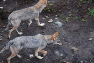 Den 1. oktober starter lisensfellingen av ulv utenfor ulvesonen. Klima- og miljødepartementet har behandlet klagene på vedtakene for lisensfelling utenfor ulvesonen. For landet som helhet kan inntil 26 ulv felles utenfor ulvesonen.
