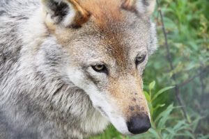 WWF har tapt rettssaken mot Staten om vinterens lisensfelling av ulv. Det kom neppe som noen stor overraskelse, hverken for Staten eller for WWF.