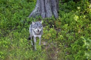 Riksrevisjonen har i dag lagt frem sin rapport om rovviltforvaltningen. Ikke overraskende peker riksrevisjonen generelt på svak styring på rovviltfeltet. Spørsmålet er hvilke punkter som er relevante for ulveforvaltningen.