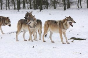 Lisensfelling av ulv utenfor ulvesona starter den 1. desember. Klima- og miljødepartementet har opprettholdt vedtaket fra rovviltnemndene. Totalt for landet er kvota satt til 27 ulver utenfor ulvesona.