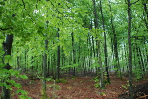 I forslaget til Statsbudsjett foreslår regjeringen å holde bevilgningen til skogvern på samme nivå som i 2020.