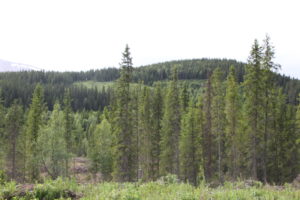 Stortingsrepresentantane Geir Pollestad og Marit Arnstad fra Sp har levert inn et representantforslag om eit styrka lovverk for å sikra norsk eigarskap til skogen.
