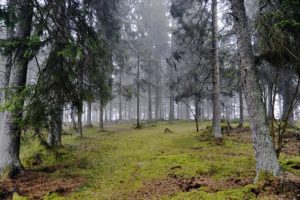Naturtypekartlegging og konsekvenser for skogeiere. 
– Møte 2. des i Vestfossen