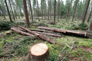 Kan man drive et skogbruk med fleraldret skog som kan gi god økonomi og binde like mye karbon som det vi gjør i dag?