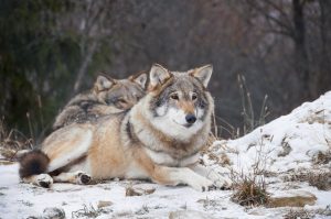 A pack of wolves resting in the snow