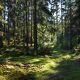 Ved hjelp av fotosyntesen binder den norske skogen rundt 24 millioner tonn CO2 hvert år