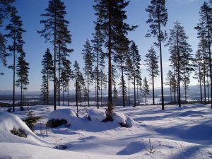 Endelig er ny norsk FSC-standard på plass, etter at arbeidet har pågått i syv år. I dag er omtrent 10 % av skogarealet i Norge FSC-sertifisert, men FSC Norge har en tydelig strategi om å øke FSC-sertifiserte skogarealet.